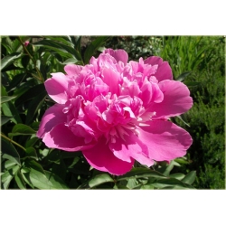 bylina Piwonia różowa wielkokwiatowa B224